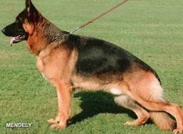 Male German Shepherd